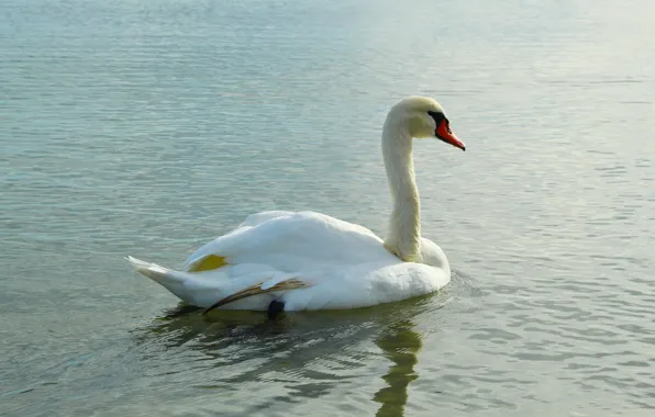 White, swan, sea, ocean, bird, water