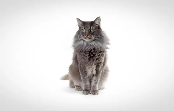 Cat, animal, norway