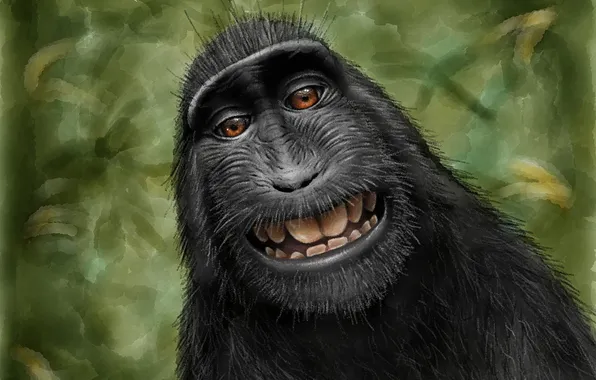 Black, Look, Monkey, Smile, Teeth, Face, Art, Crested Macaque