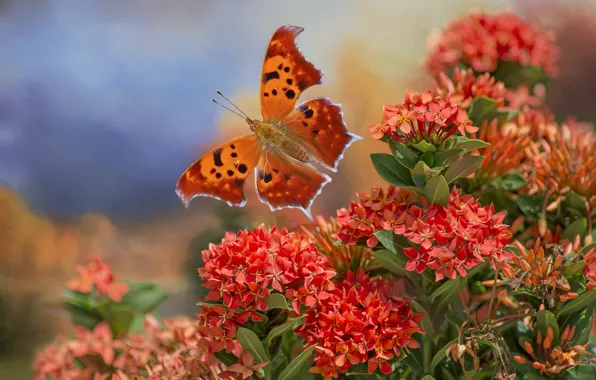 Picture flowers, collage, butterfly