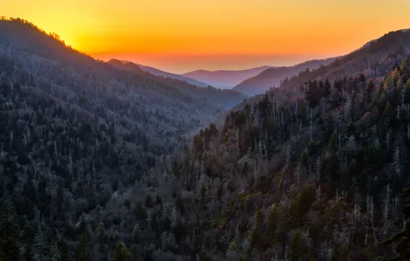 Forest, sunset, mountains, nature, United States, Tennessee, Sevier