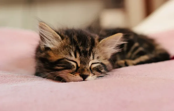 Picture kitty, wool, sleeping, ears