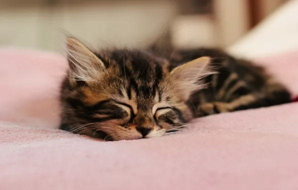 Kitty, wool, sleeping, ears