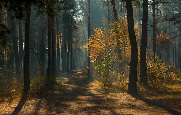 Road, autumn, forest, rays, light, trees, branches, fog