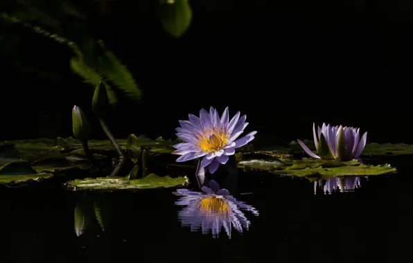 Water, reflection, lilac, Nymphaeum