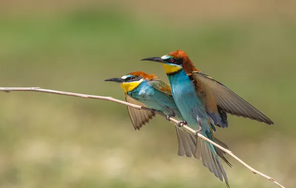 Picture birds, European bee-eater, Oksana Dorn, Two views on the same branch