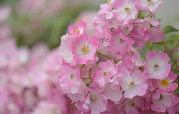 Roses, petals, pink, a lot, bokeh