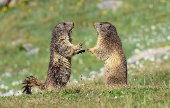 Grass, pose, glade, spring, claws, stand, marmot, bokeh