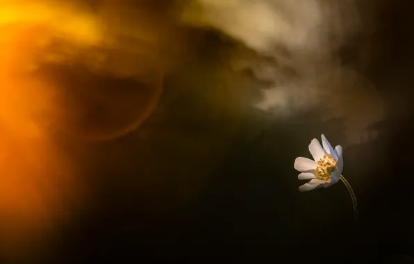 Flowers, nature, spring