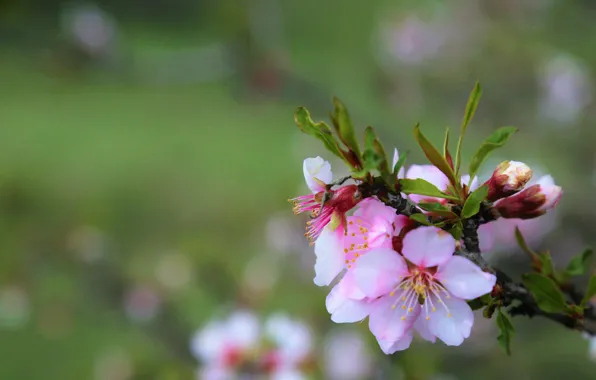 Blurred background, the almond tree, flowering branch