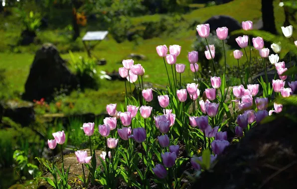Flowers, light, garden, tulips, pink, flowerbed, spring