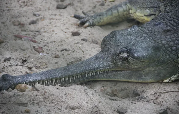 Background, animal, Wallpaper, teeth, India, journey, Indian crocodile