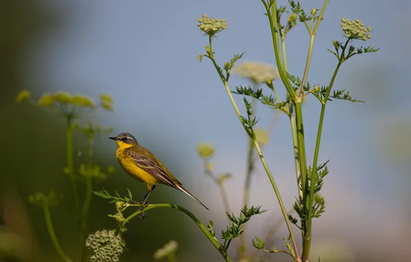 Blurred background, yellow Wagtail, Dmitry Chudinin