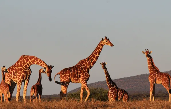 The sun, sunset, nature, the evening, giraffe