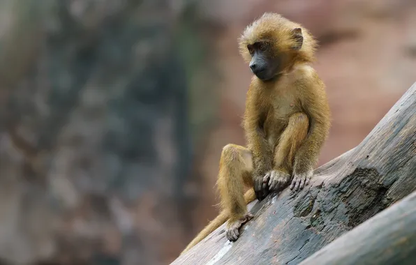 Nature, monkey, Baboon