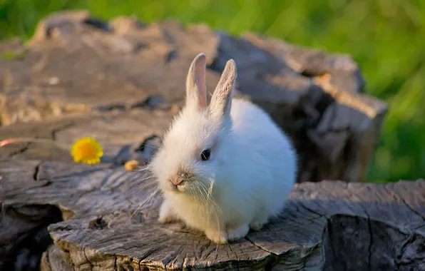 Stump, rabbit, baby