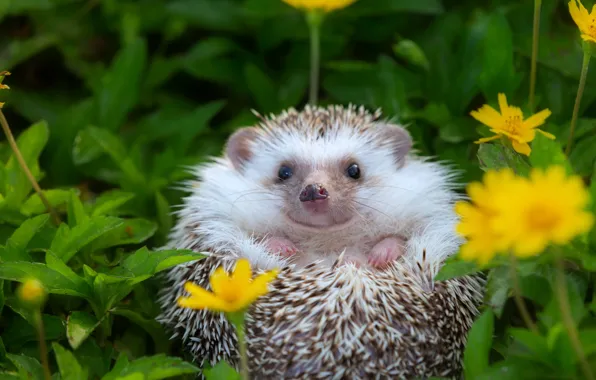 Grass, look, flowers, pose, glade, legs, muzzle, lies