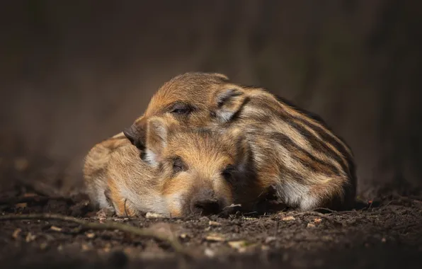 Nature, the dark background, sleep, pair, boar, kids, a couple, two