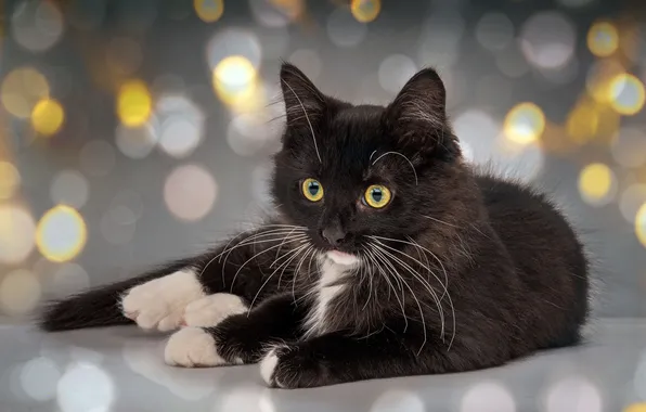 Cat, look, lights, pose, glare, kitty, black, lies