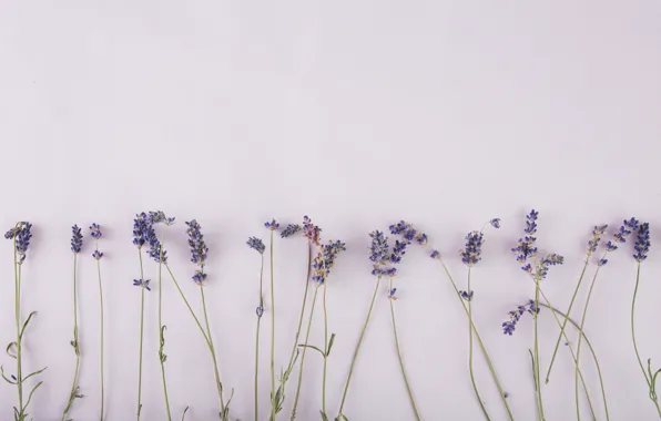 Picture flowers, sprig, lavender