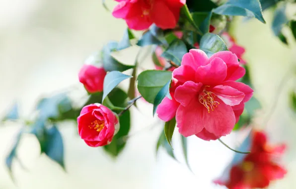 Picture white, leaves, branches, red, background, bright, pink, al