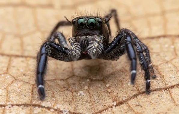 Look, macro, pose, leaf, spider, veins, bokeh, jumper