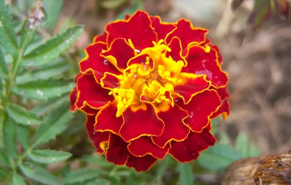 Flowers, brown, marigolds, Meduzanol ©
