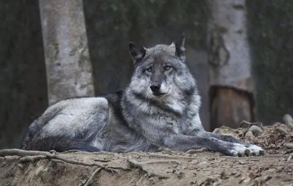 Picture nature, predator, animal, wolf, wildlife, portrait, portrait., Canis lupus. face