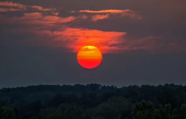 Picture forest, the sky, the sun, clouds, trees, sunset