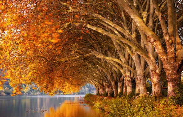 Picture autumn, leaves, light, trees, lake, pond, reflection, branch