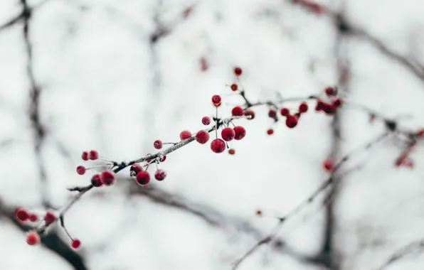 Nature, Winter, Frozen, Frost, Nature, Winter, Frost, Frosty