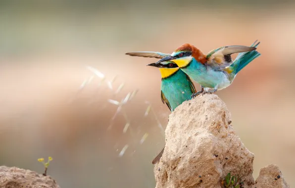 Birds, pose, stones, wings, pair, a couple, Duo, Golden bee-eater