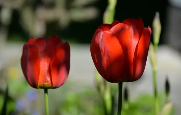 Picture spring, tulips, red, red, spring, Tulips