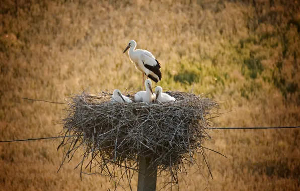 Nature, socket, storks