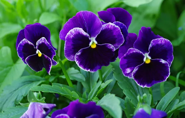 Flower, summer, macro, flowers, nature, beauty, plants, Pansy