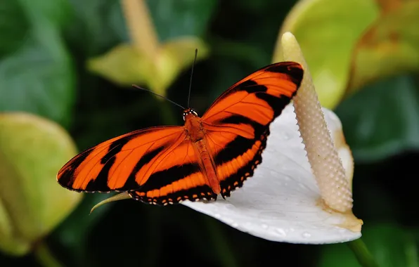 Flower, insects, nature, macro, wings, Butterfly, beautiful, striped