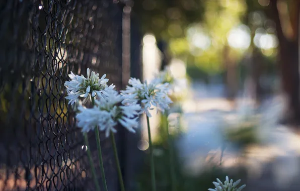 Flowers, the fence, fence, petals, white