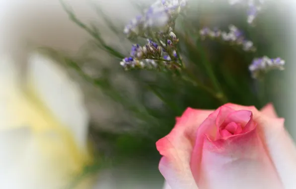 Picture flowers, background, rose