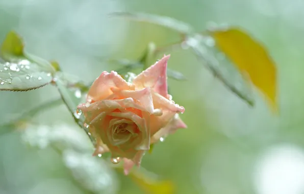 Picture drops, pink, rose, Bud, dewdrops