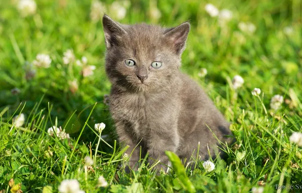 Kitty, grass, weed, flowers, kitten, flowers
