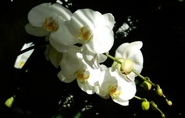 Flower, grass, flowers, widescreen, Wallpaper, wallpaper, Orchid, widescreen