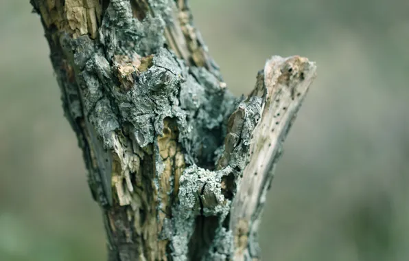 Tree, bark, dry, dead wood