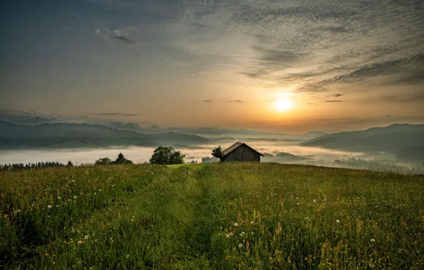 Greens, field, summer, the sky, grass, the sun, clouds, light