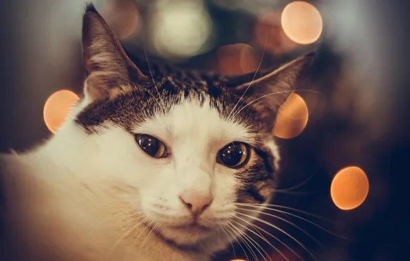 Cat, cat, look, pose, portrait, face, bokeh, white with grey