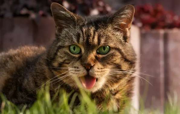 Picture language, cat, grass, cat, face, grey, portrait, striped
