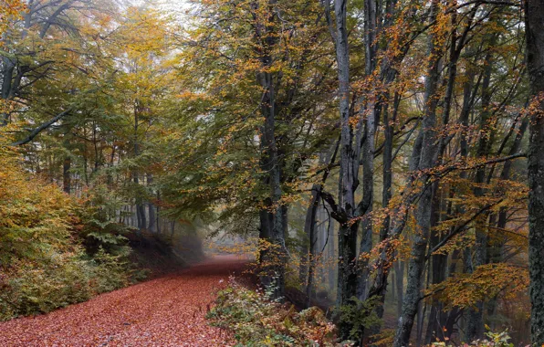 Road, autumn, forest