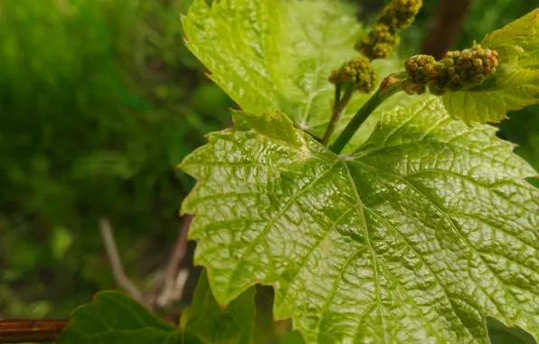 Nature, Sheet, grapes, vine
