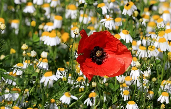 Field, Mac, chamomile
