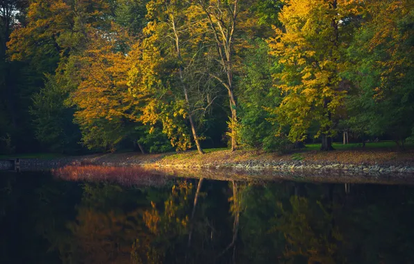 Picture autumn, forest, water, light, trees, pond, Park, reflection