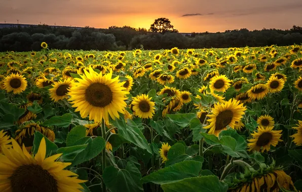 Field, forest, summer, the sky, trees, sunflowers, sunset, flowers